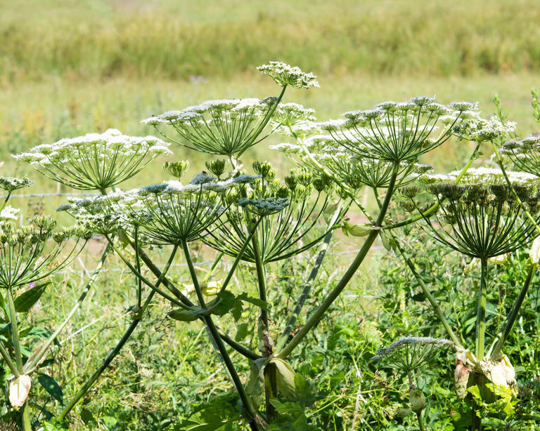 How to identify and safely remove giant hogweed from your garden