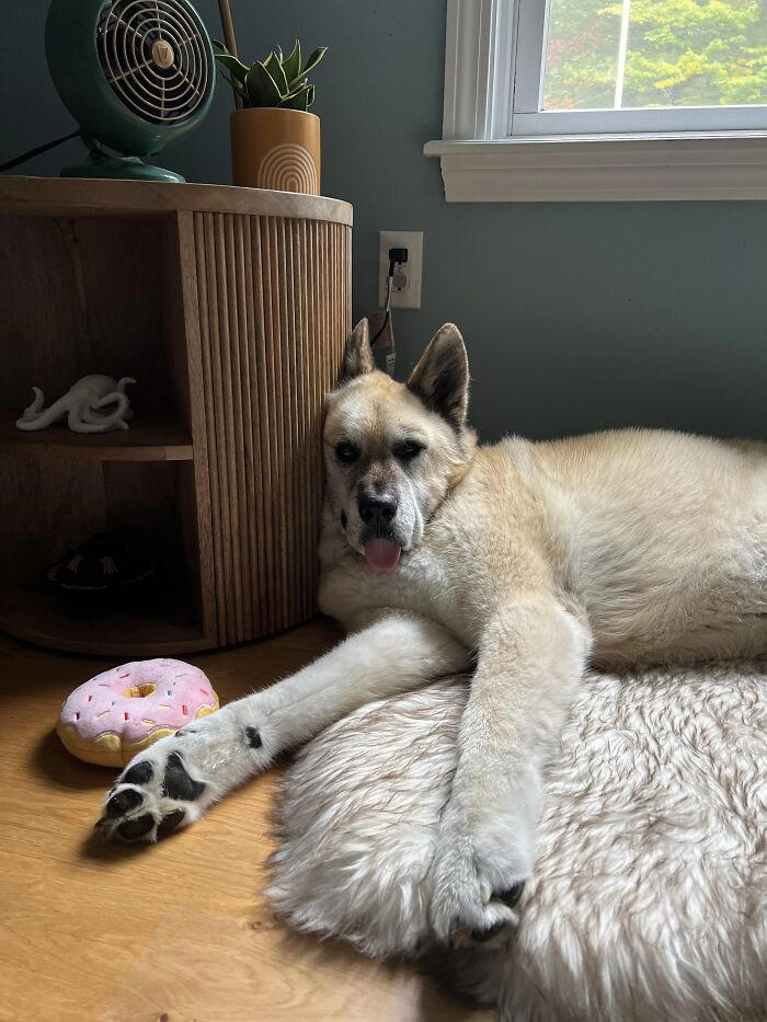 51 goofy pets who forgot how bodies work and just committed to their poses