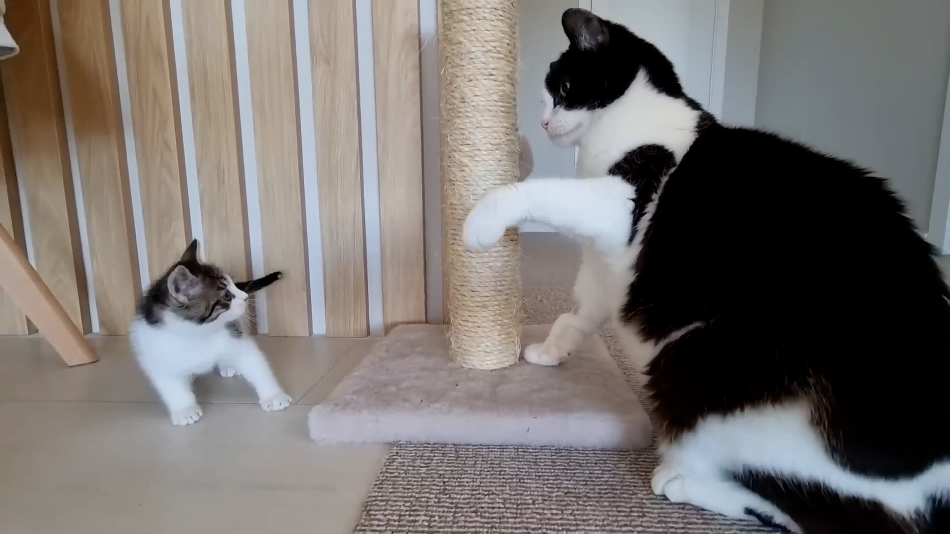 Cat vs kitten who is stronger?