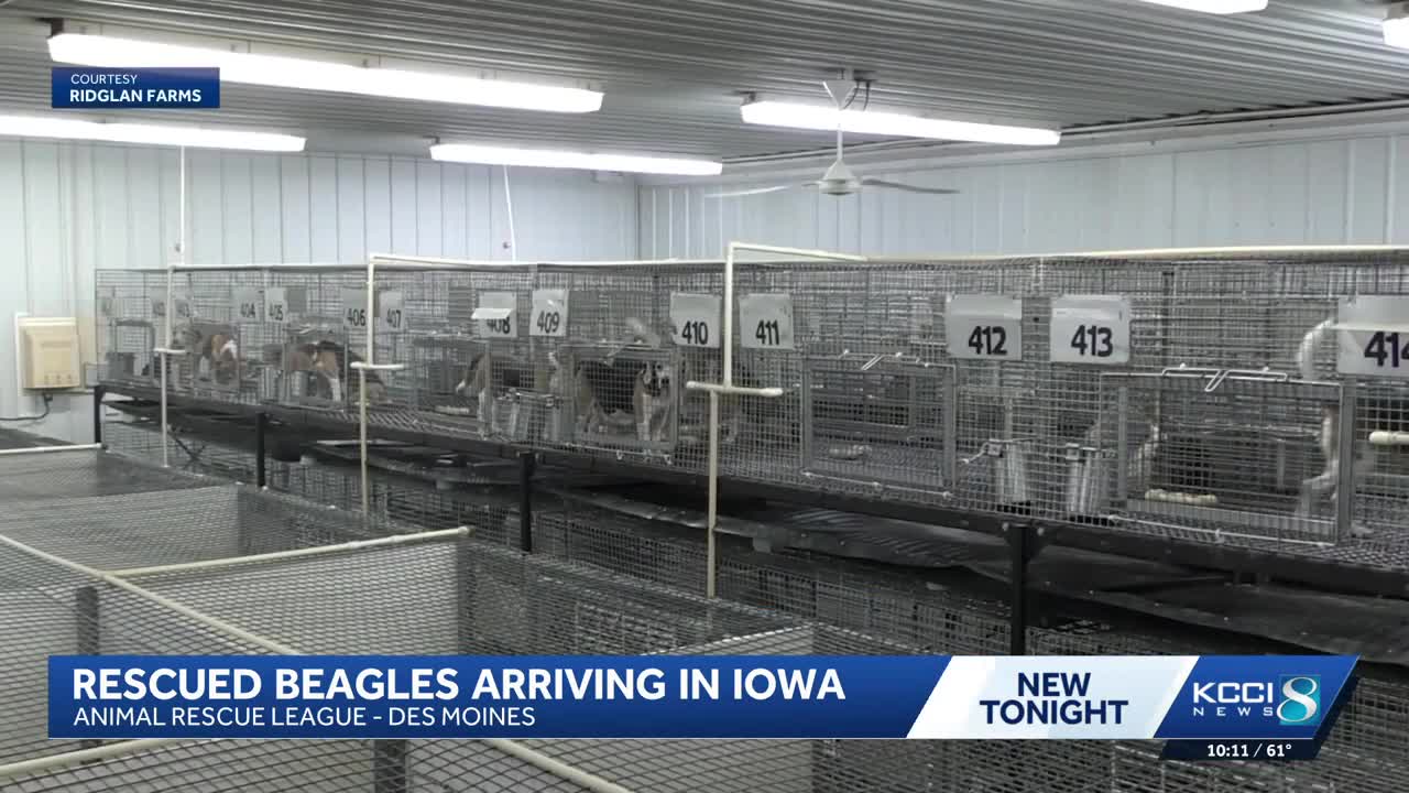 1,500 beagles rescued from Wisconsin testing facility find new homes