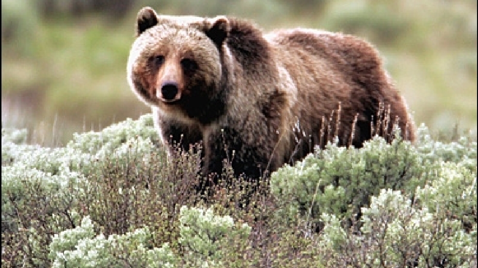 Hikers attacked by bear near Old Faithful at Yellowstone National Park