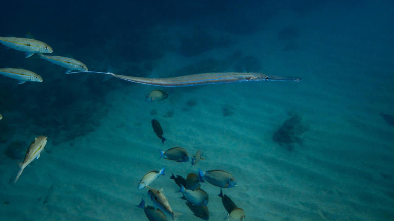 24 new deep-sea species found near Hawaii — including a creature so ...