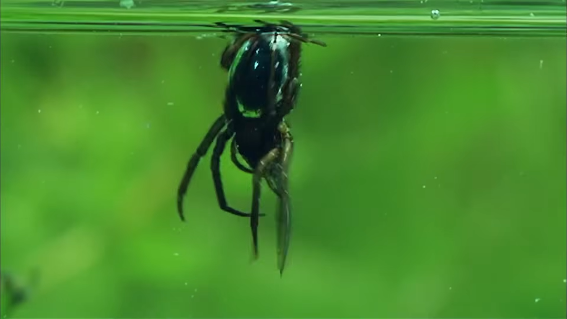 Think twice before entering water... these spiders are hunting beneath you