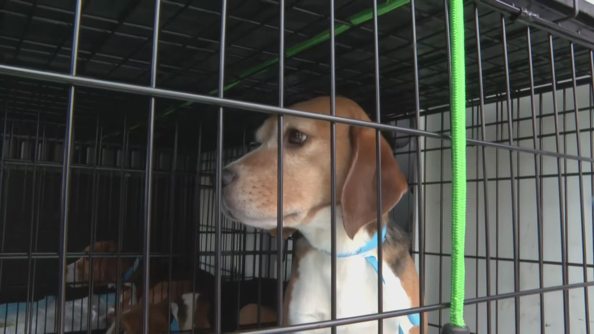 Animal Rescue League of Iowa supporting beagles rescued from Wisconsin ...