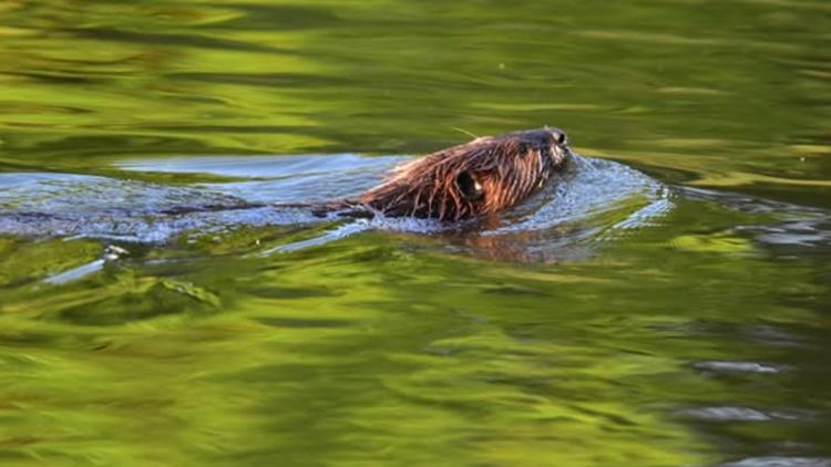 Beaver dam spotted along Dry Creek in Modesto highlights role of local ...