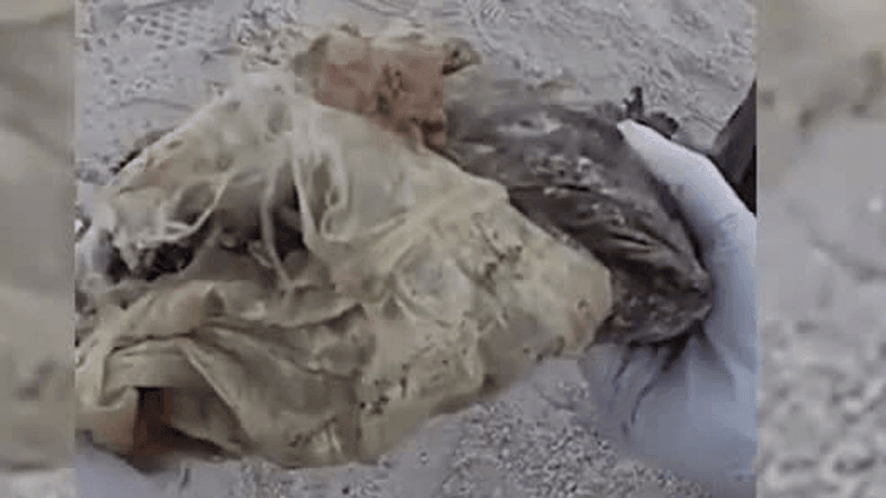 Bodycam: Retired drug dog sniffs out washed-up marijuana bale at ...