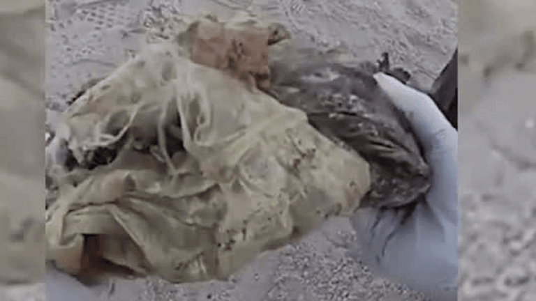 Bodycam: Retired drug dog sniffs out washed-up marijuana bale at ...