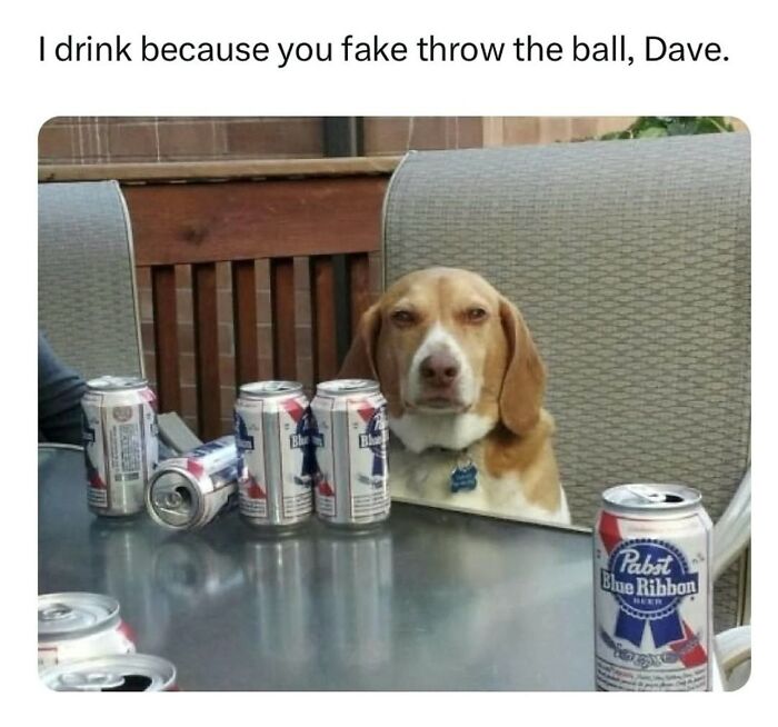 35 dog memes that capture how hilariously strange canine logic is