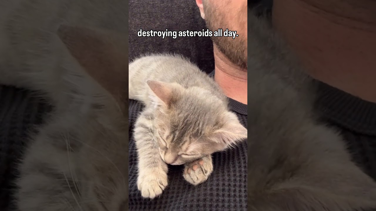 See the adorable tiny kitten cat that needs a long sleepy nap