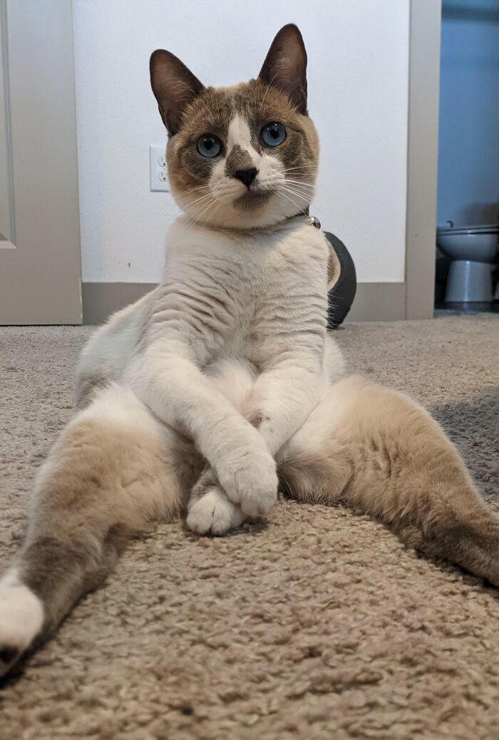 51 goofy pets who forgot how bodies work and just committed to their poses