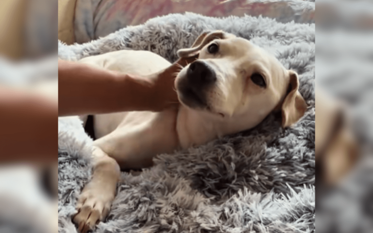 Senior dog surrendered to shelter with best friend–then tragedy strikes ...