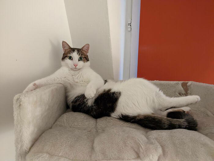 51 goofy pets who forgot how bodies work and just committed to their poses