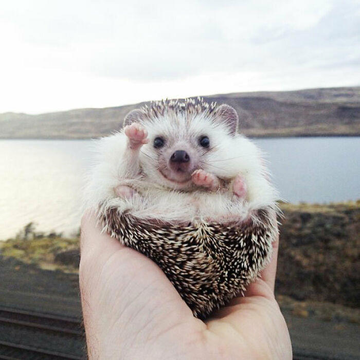 51 goofy pets who forgot how bodies work and just committed to their poses