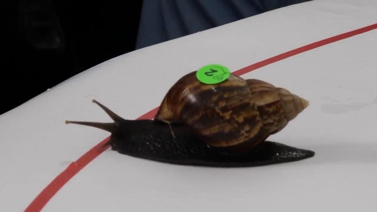What's the hurry? Snail race promotes a slower pace of life in remote ...