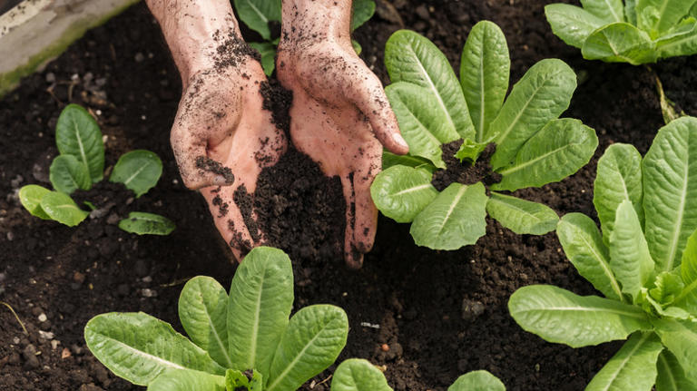 How to start a flourishing garden from scratch