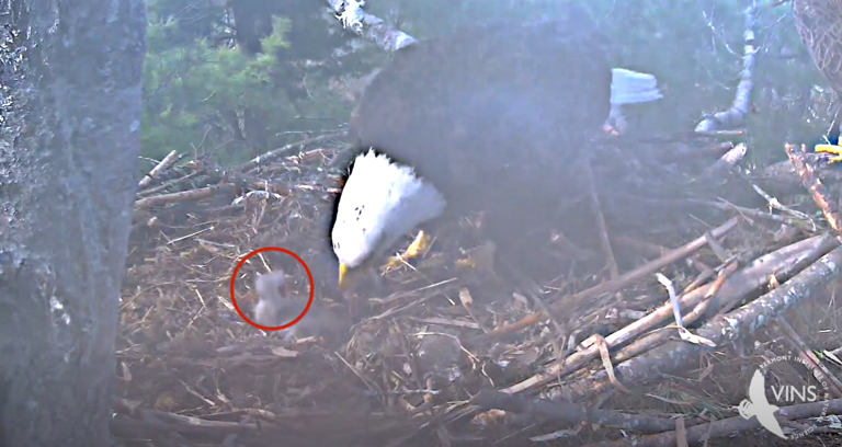 Hit by a fish? New eaglet may be injured