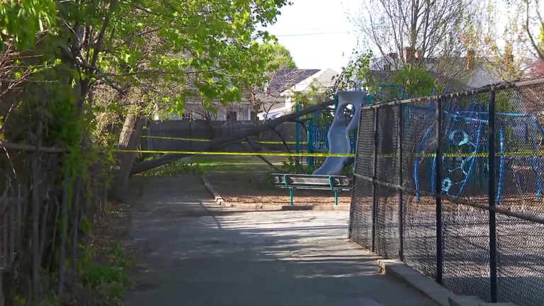 2 children, 1 adult injured after tree topples onto Mass. school playground