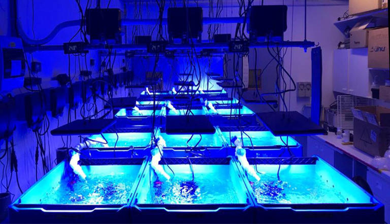 Nutrient imbalance may drive coral disease more than heat stress