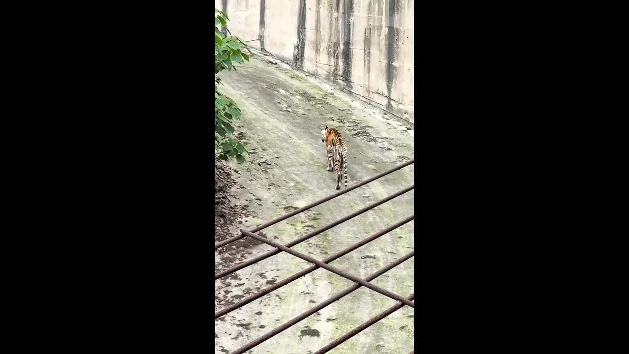 Underweight tiger staggering around enclosure at Chinese zoo sparks ...