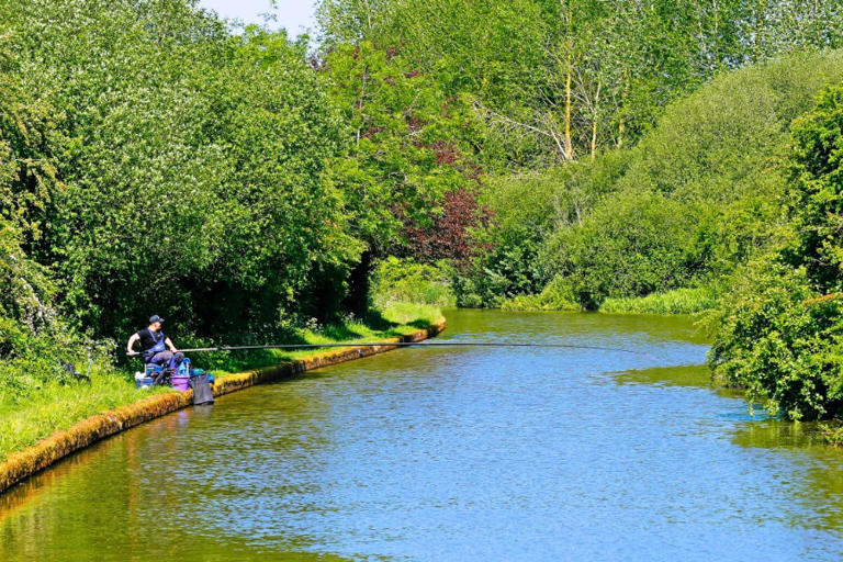 10 tips for canal silverfish success