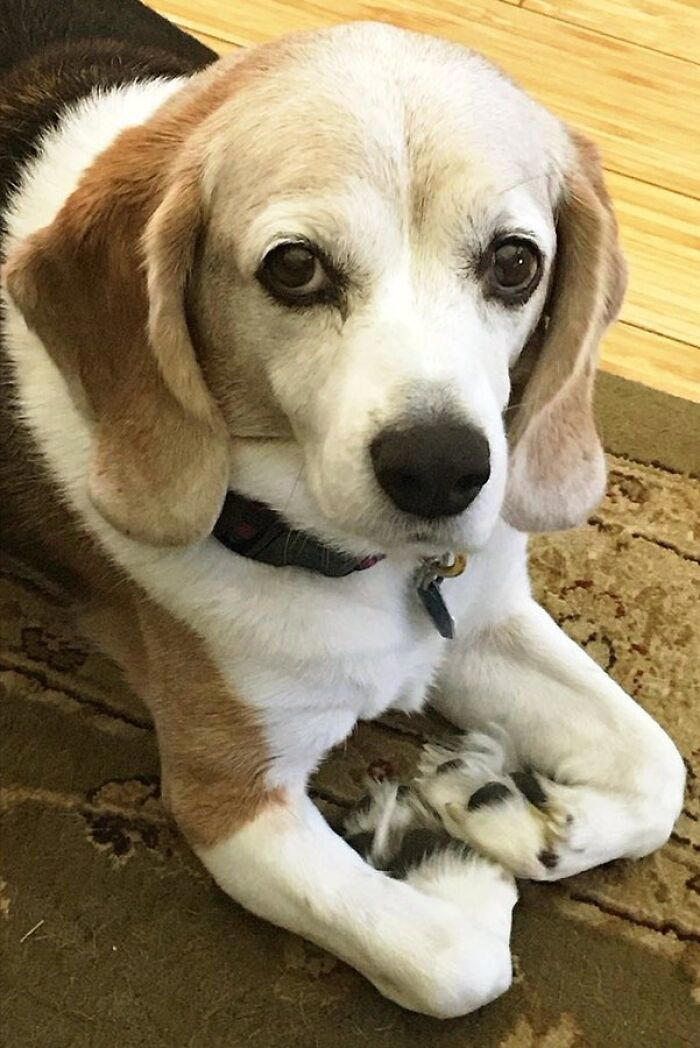 51 goofy pets who forgot how bodies work and just committed to their poses