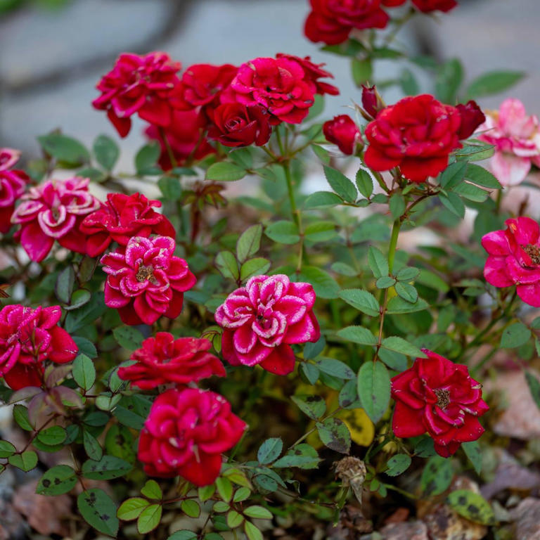Is your yard too small? These 6 powerhouse roses only need 2 feet to thrive
