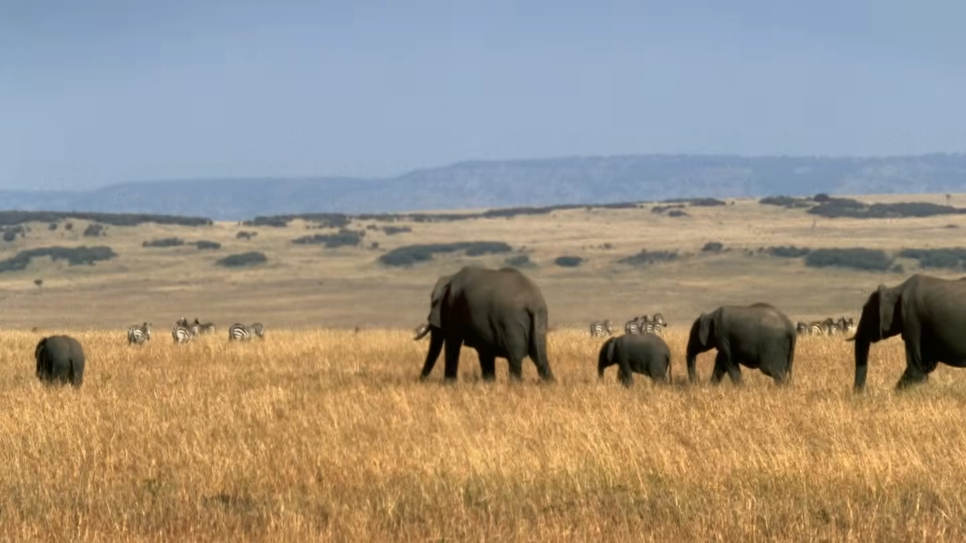 The moment elephants remember an enemy and return years later for revenge