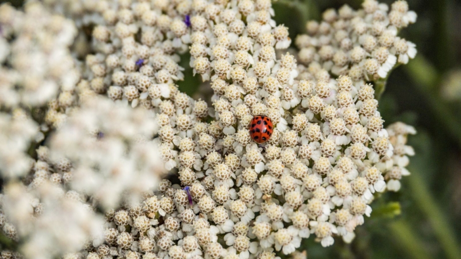 7 natural pest control hacks that will save your garden
