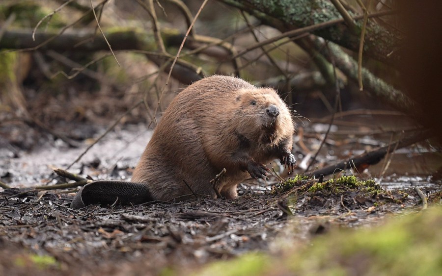 Beaver attack in NJ park sends 8-year-old boy to the hospital