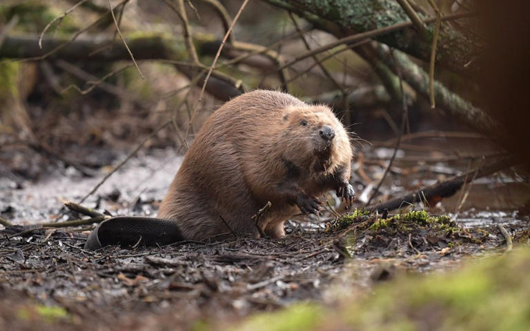 Beaver attack in NJ park sends 8-year-old boy to the hospital