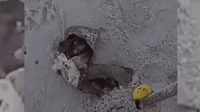 Bodycam: Retired drug dog sniffs out washed-up marijuana bale at ...