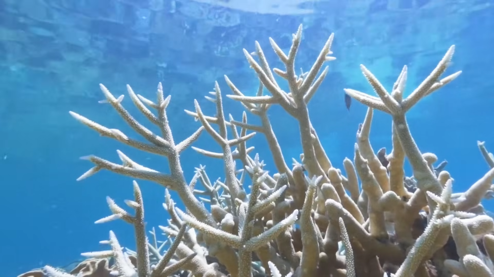 The world’s biggest reef is bleaching - and the collapse is already ...
