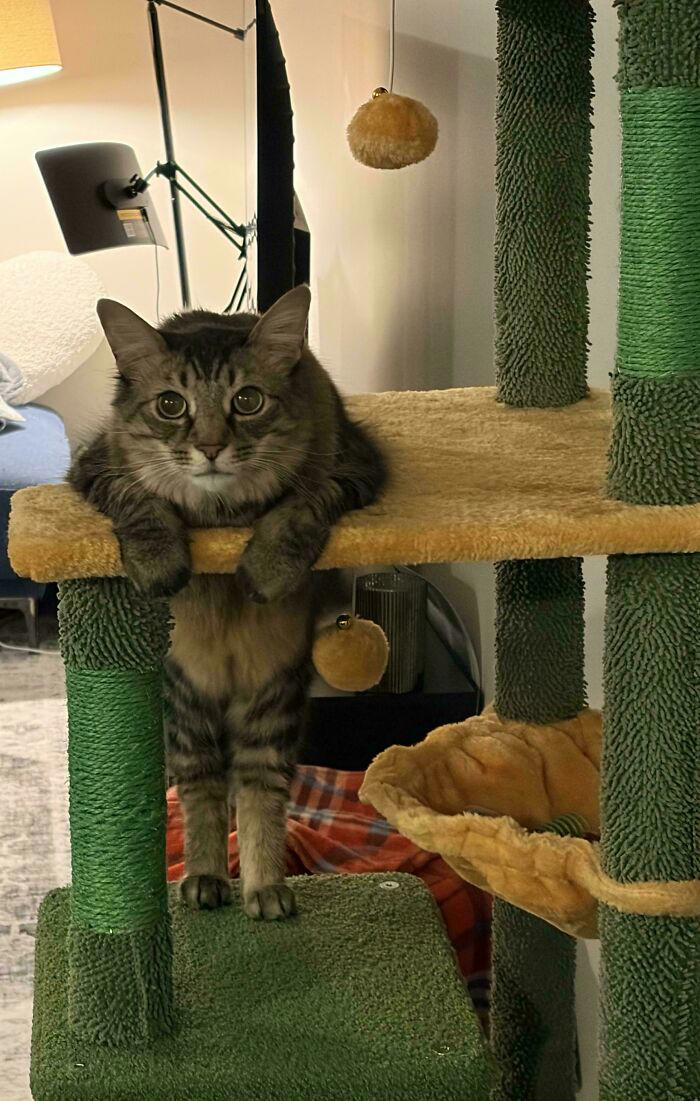 51 goofy pets who forgot how bodies work and just committed to their poses