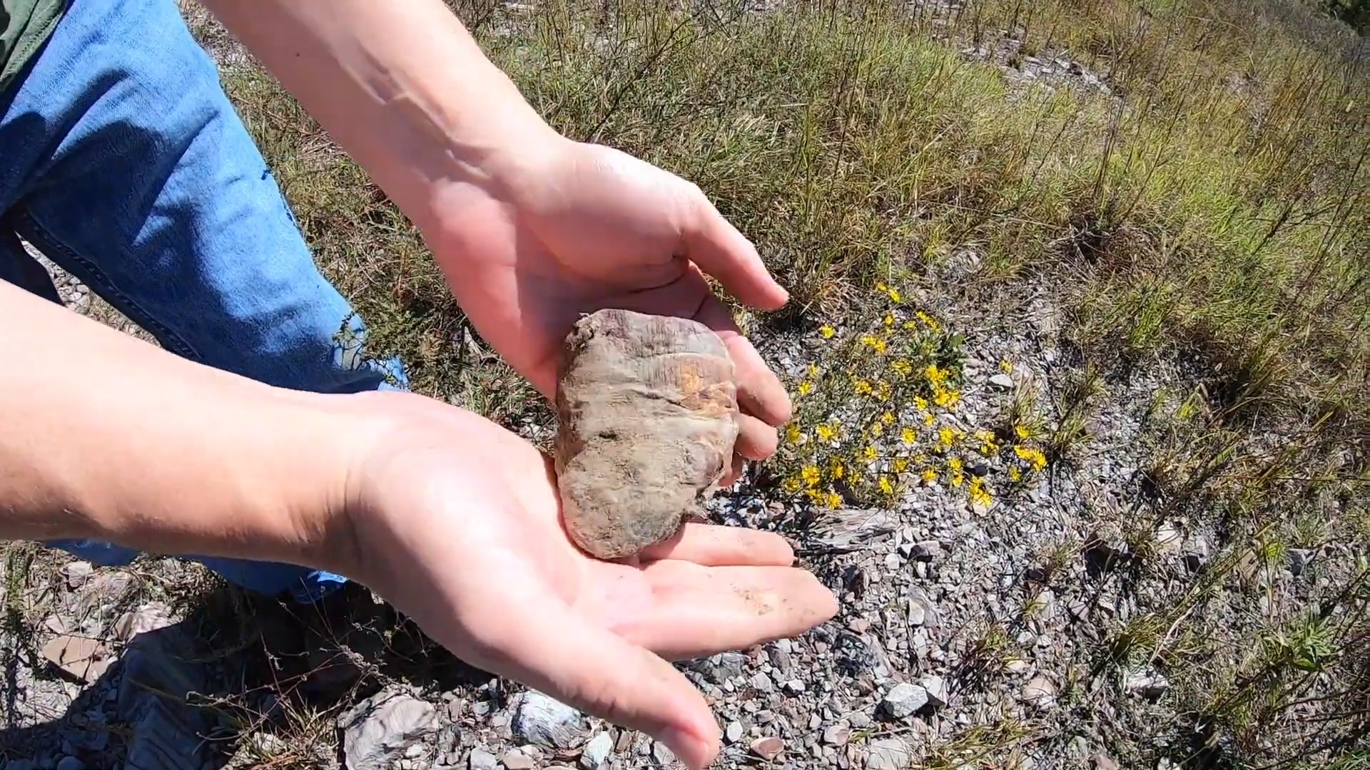 Predating dinosaurs by millions of years: The oldest find on their channel