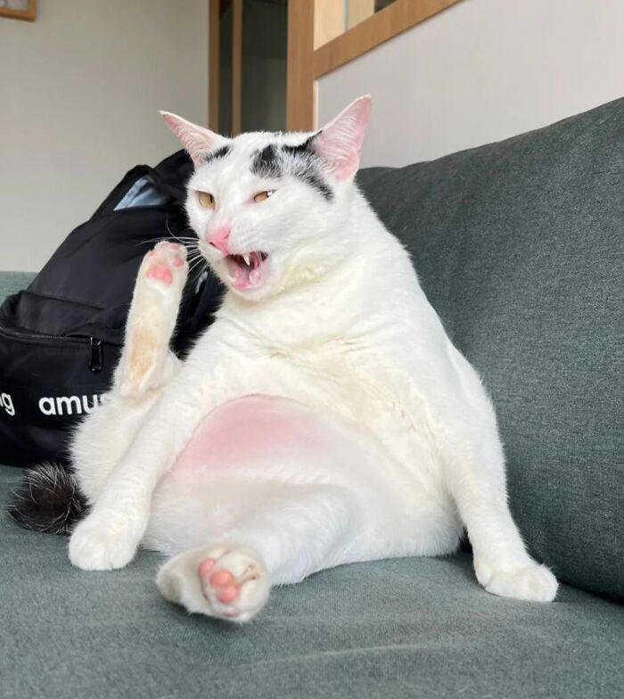 51 goofy pets who forgot how bodies work and just committed to their poses