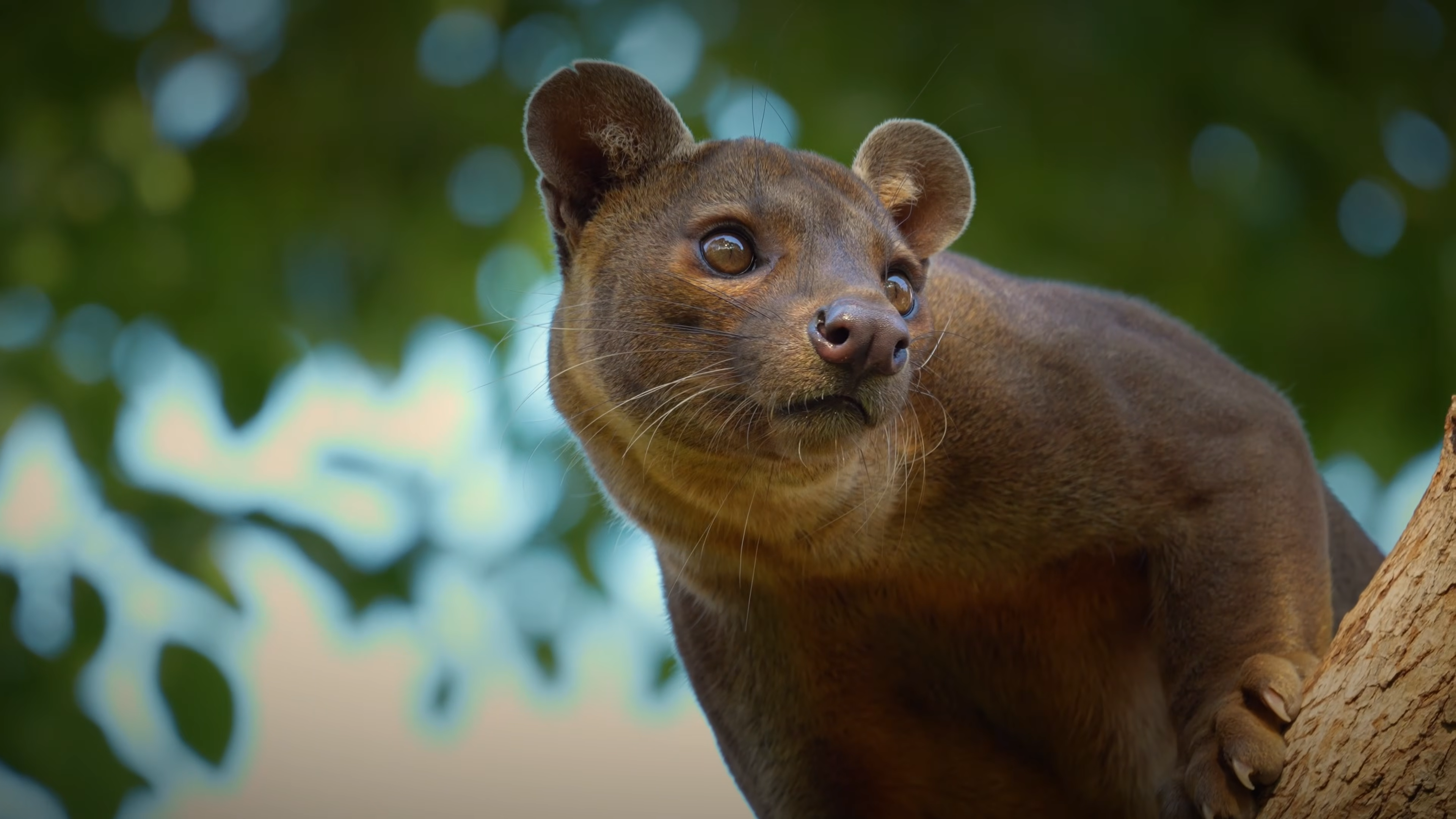 Watch what happens when a fossa hunts lemurs in a high-speed tree chase