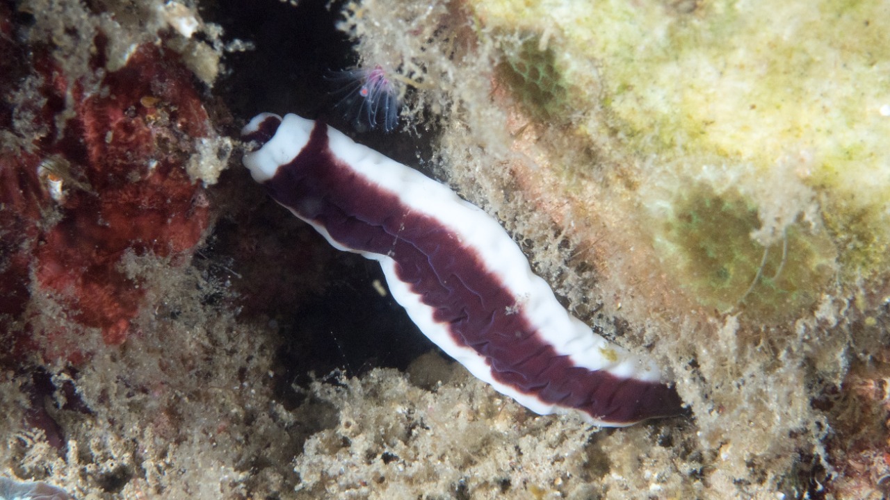 A brand-new species of worm found in the Great Salt Lake is only the ...