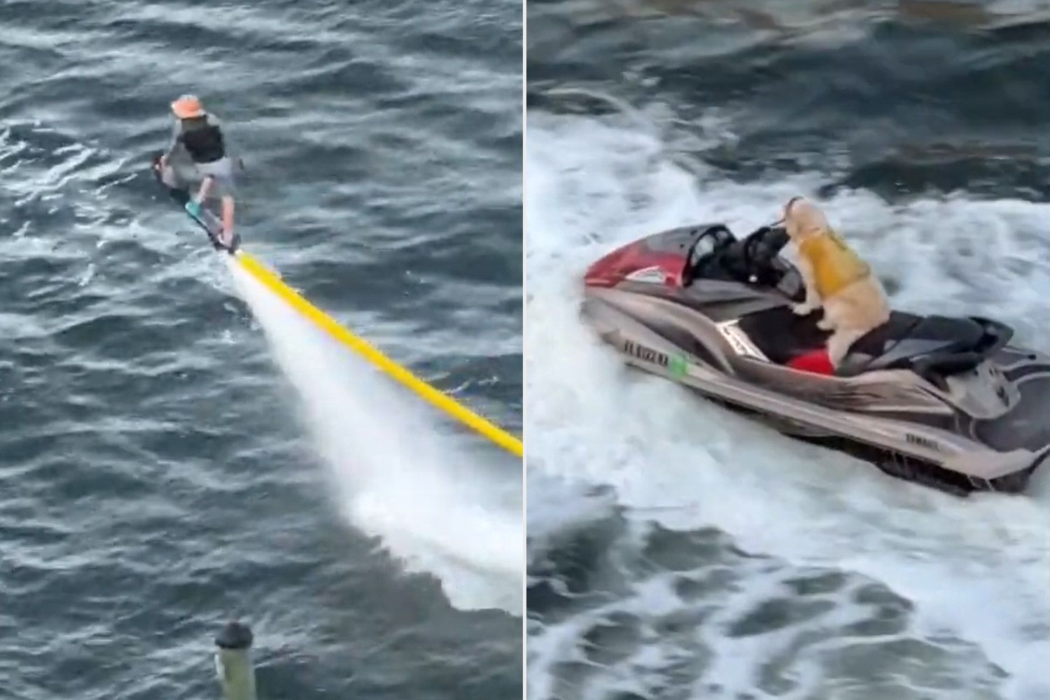 Dog goes viral for jet skiing while owner hoverboards: 'You can't go ...