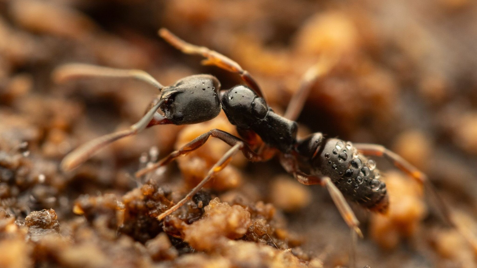 Warning as venomous insect imported from China invades multiple US states