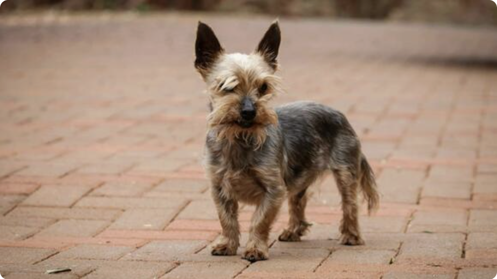 Temporary & life saving: Small Dog Rescue of New England needs more ...