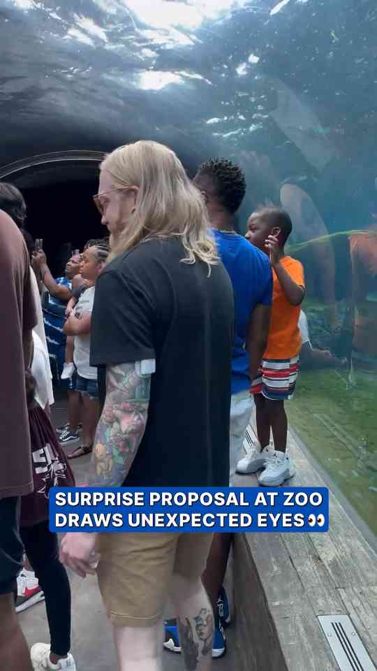 Sea lion observes surprise proposal at St. Louis Zoo