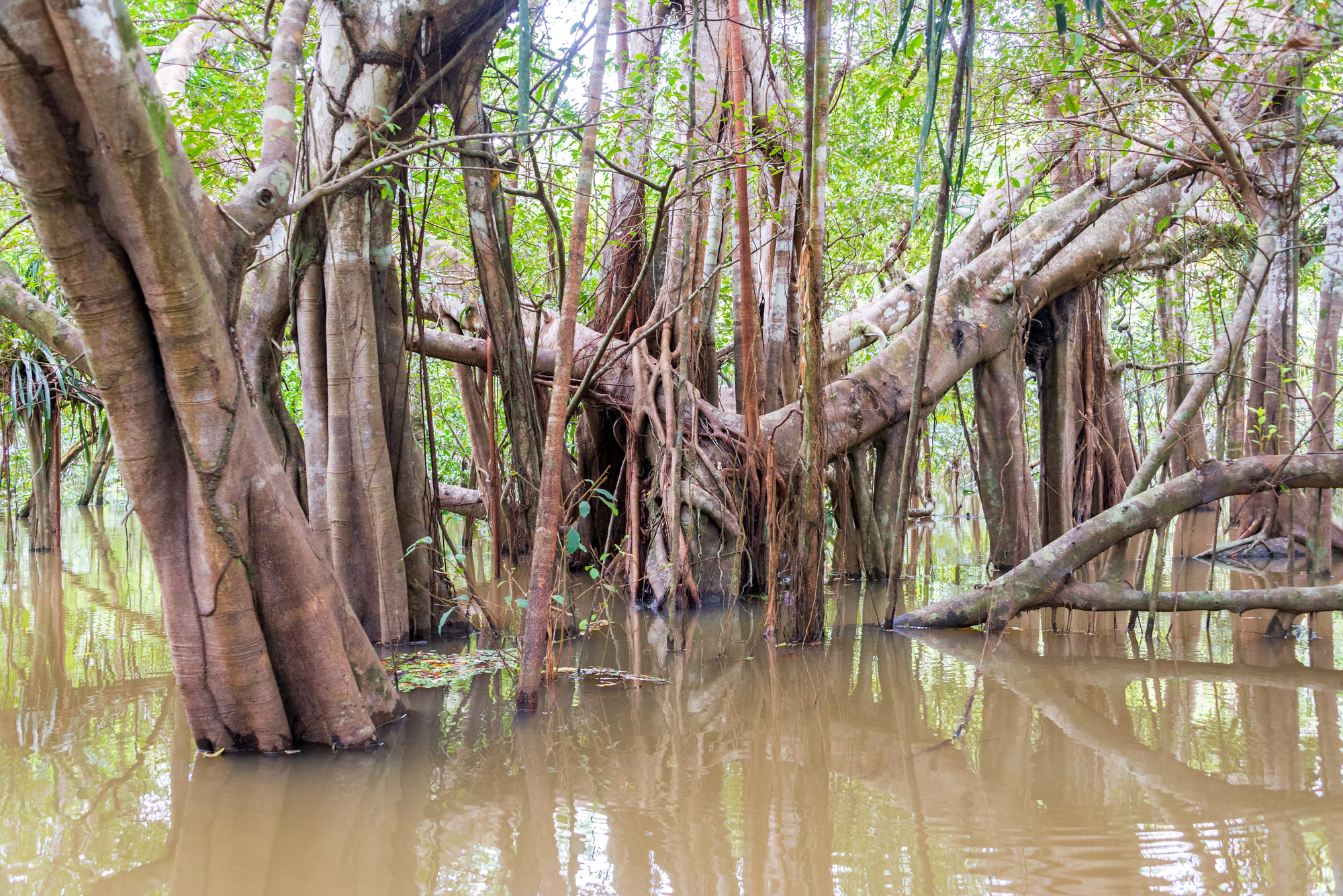 17-facts-about-the-amazon-rainforest-that-sound-almost-impossible