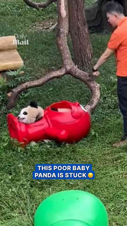 Baby panda freed after getting head stuck in toy