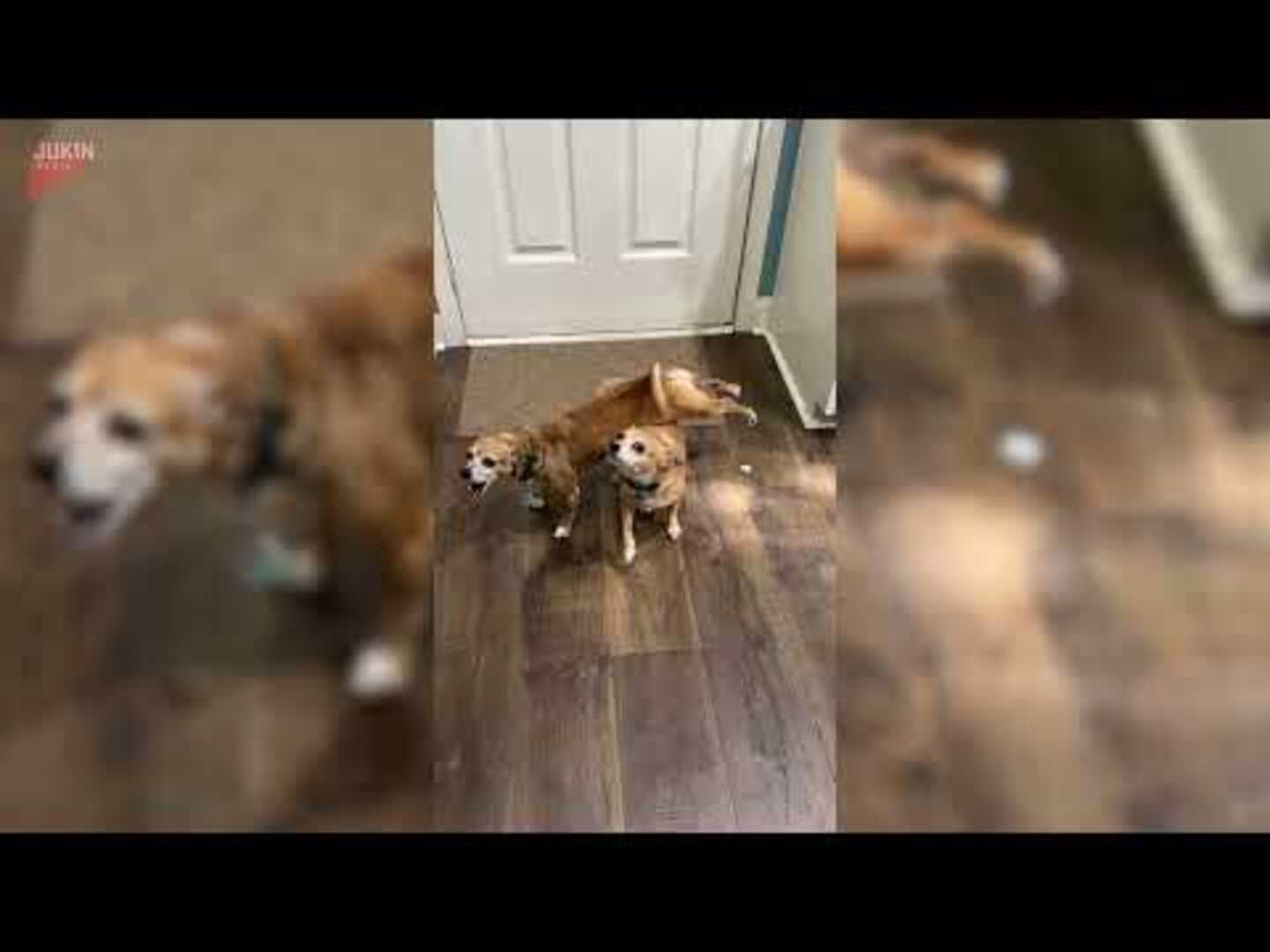 Dog climbs on other one's back to go for walk