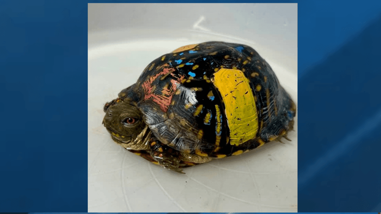 WildCare highlights cruelty of painting turtle shells after Midwest ...