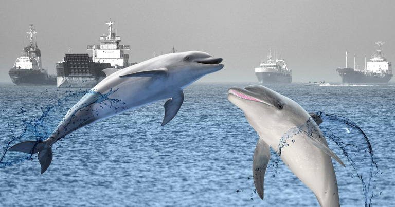 US responds to claims about kamikaze dolphins in the Strait of Hormuz