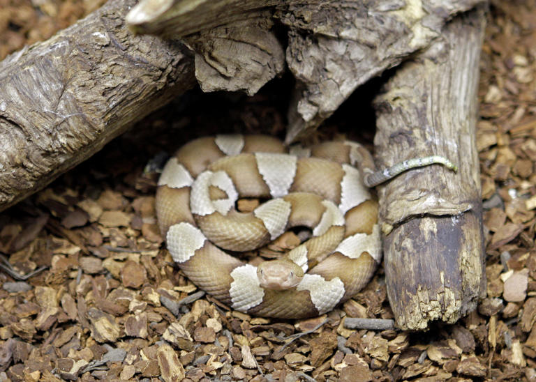 View of Monroe mayor says wife 'doing remarkably well' after copperhead snake bite