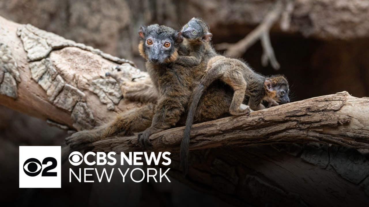 Bronx Zoo announces birth of rare, endangered lemurs