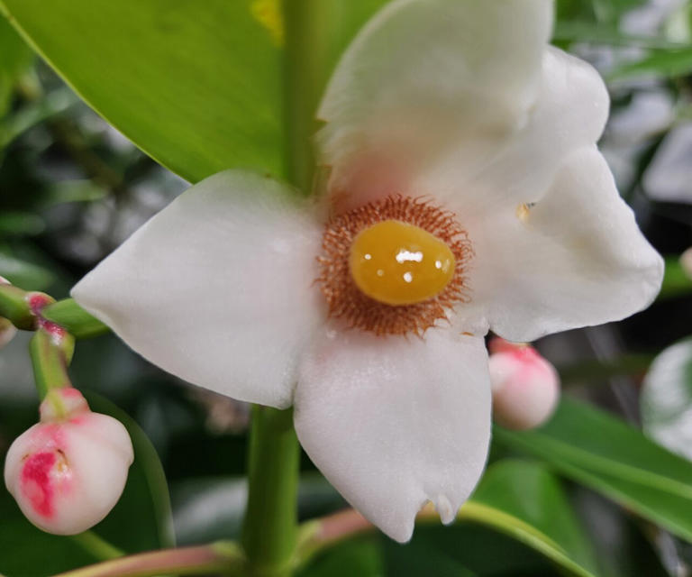 Unraveling the evolution of an extraordinary photosynthesis in a ...