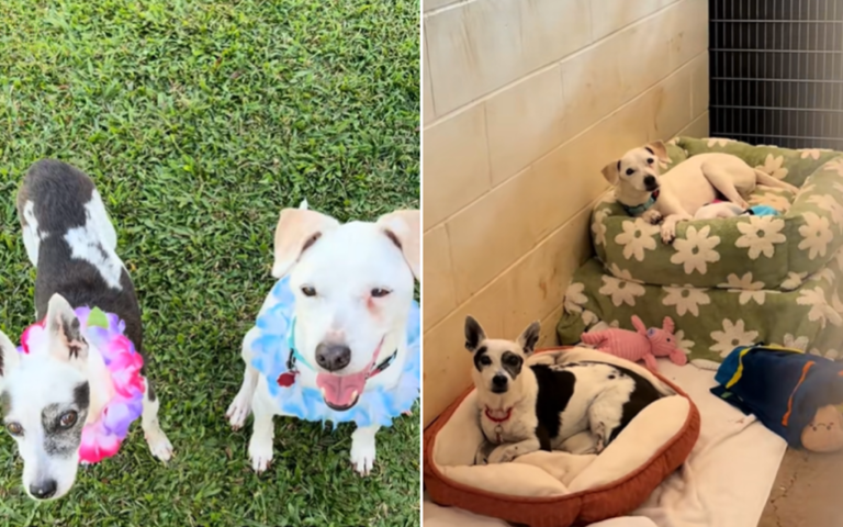 Senior dog surrendered to shelter with best friend–then tragedy strikes ...